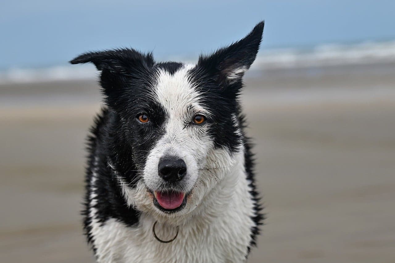 Black and white collie on the beach at the water's edge