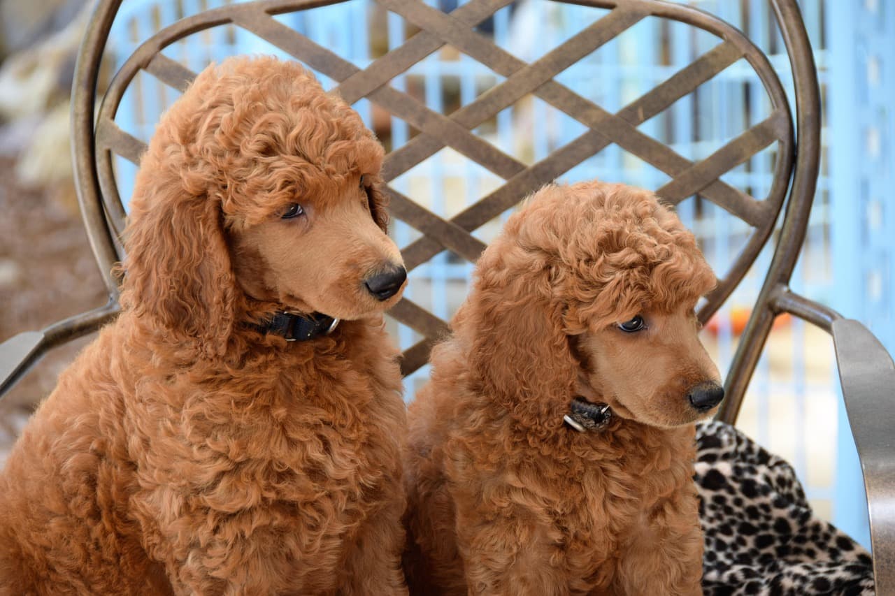 Two red toy poodles with soft, freshly groomed curly coats sitting side by side