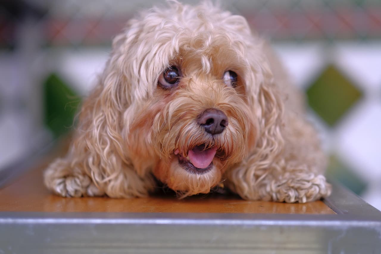 Cockapoo with a soft apricot coat resting its chin on a table