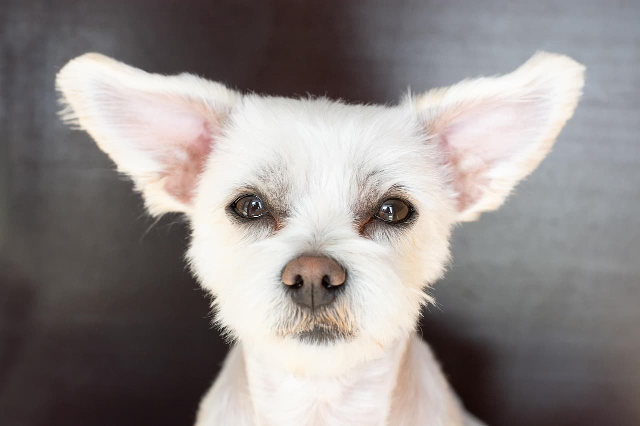 Fluffy white dog with big feathered ears on a dark background