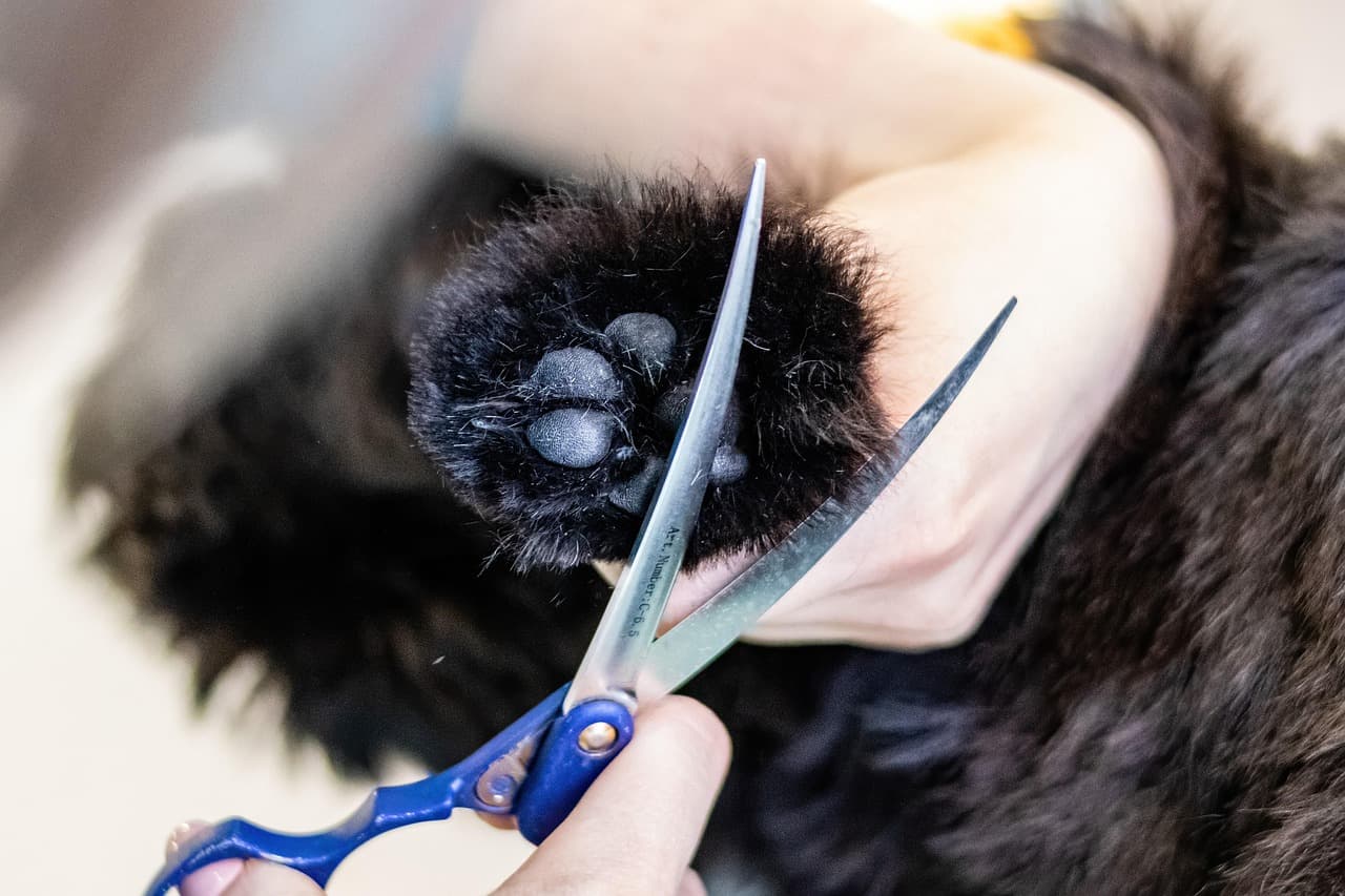 Groomer trimming the fur around a black dog's paw pad with curved scissors