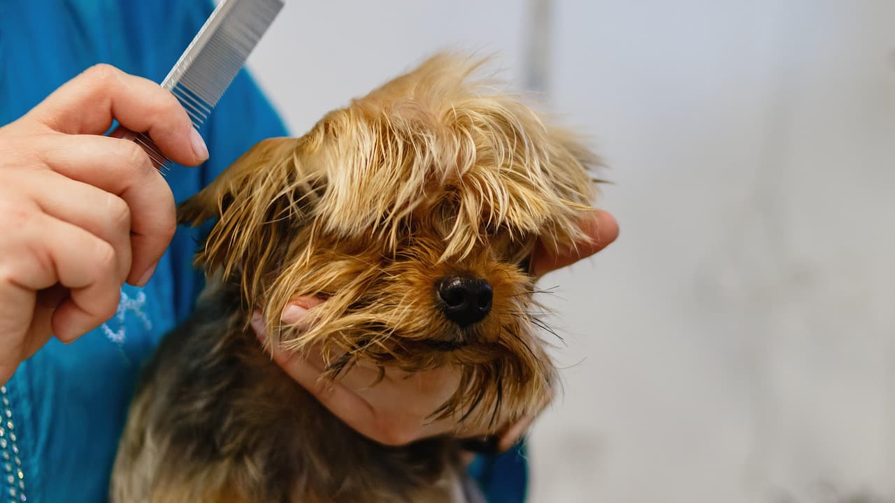Groomer combing through a terrier's coat