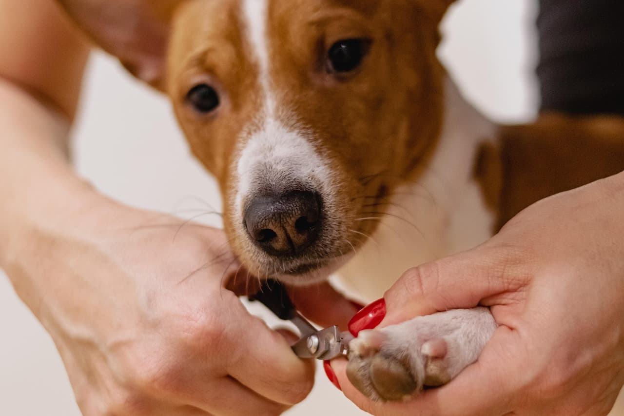 Dog sitting calmly while its nails are clipped