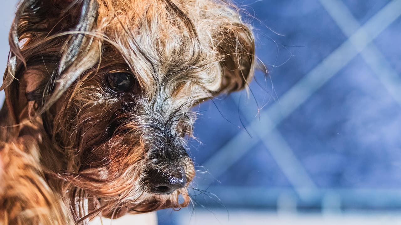 Shaggy little dog with a long, overgrown coat falling over its eyes