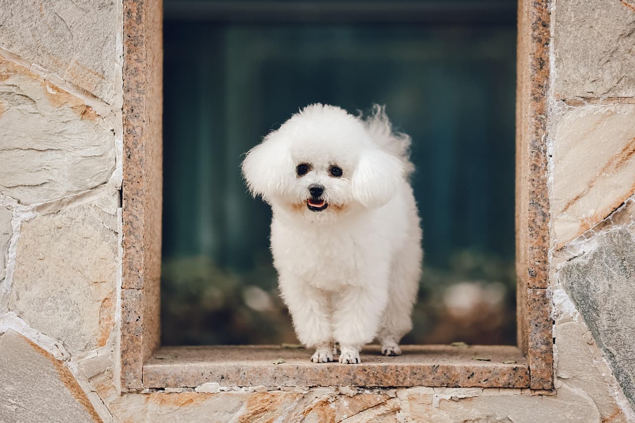 Fluffy white bichon standing in a stone window frame