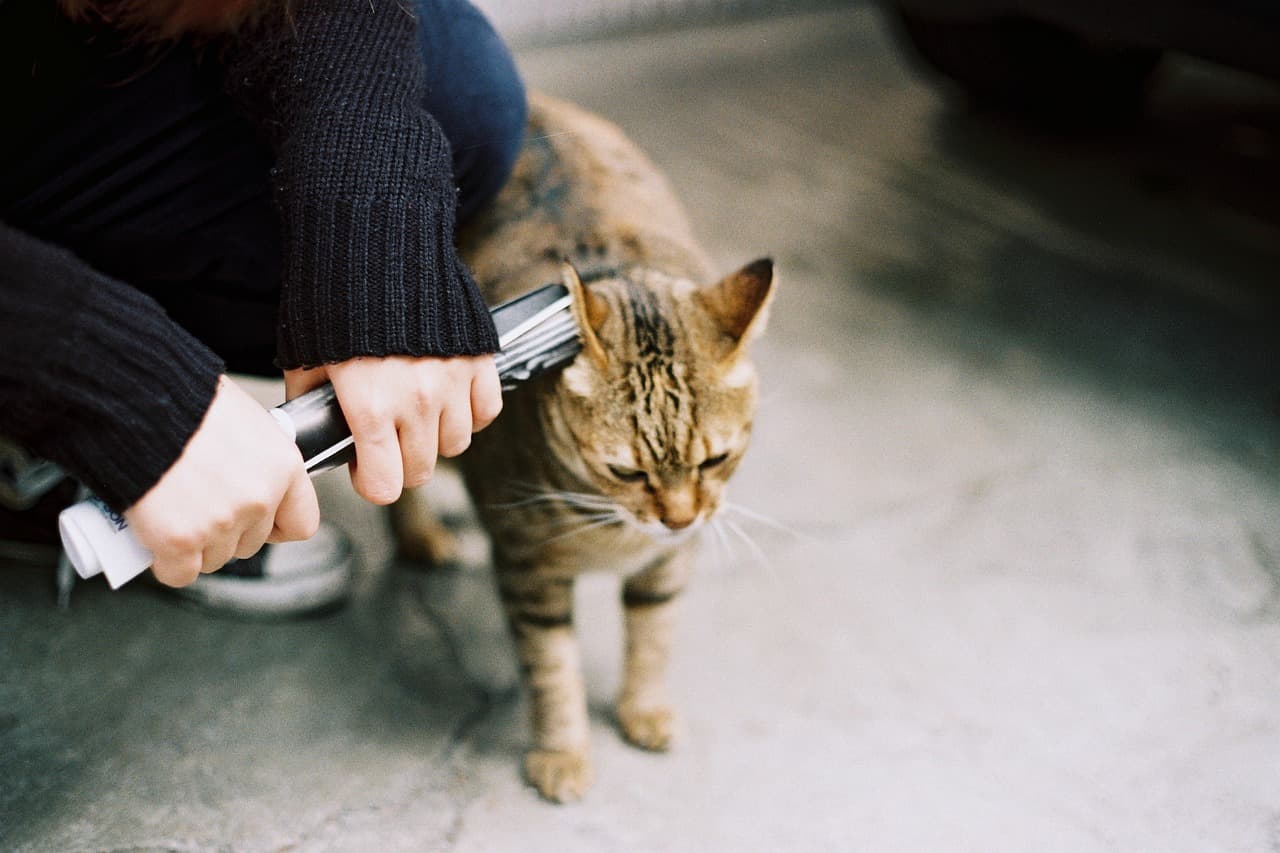 Tabby cat being gently brushed