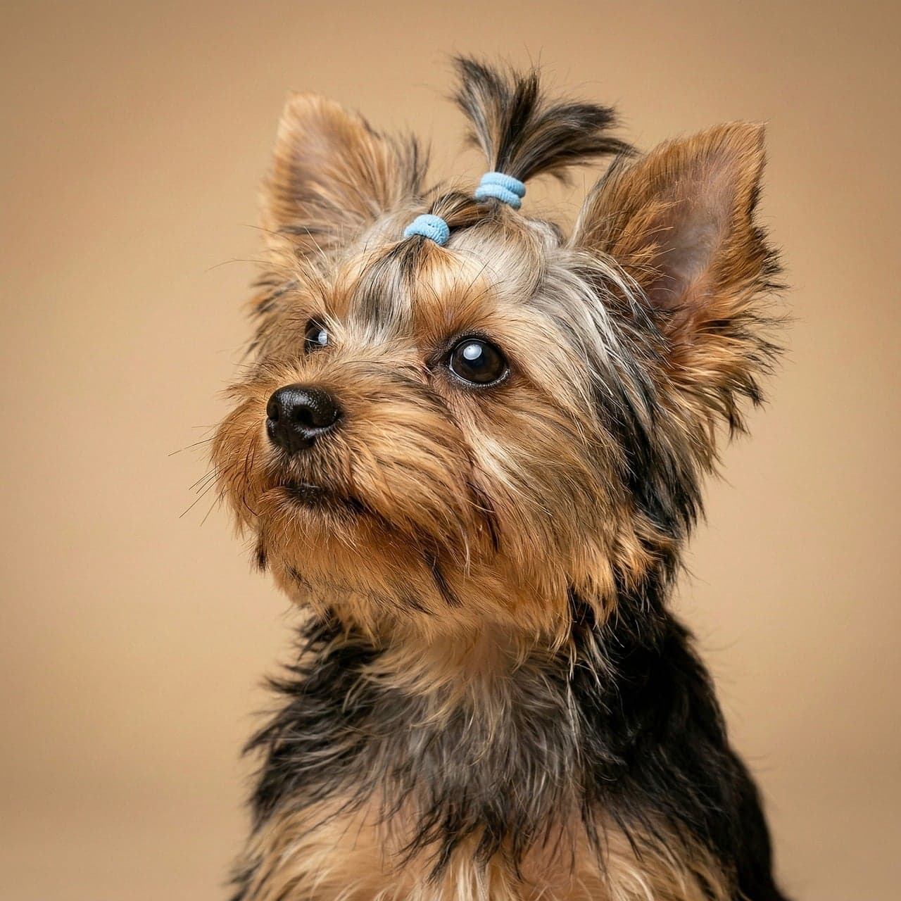 Yorkshire terrier with a neat topknot