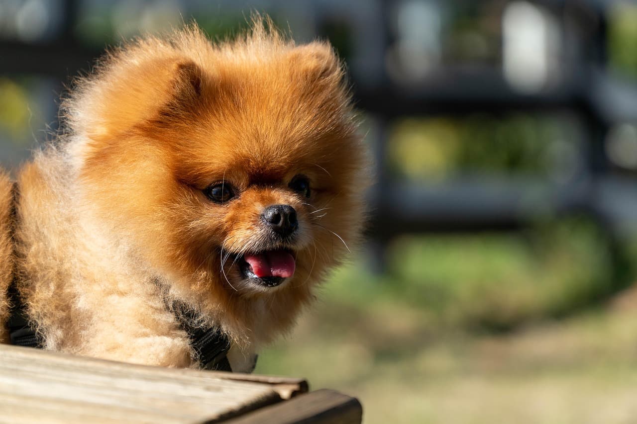 Fluffy orange Pomeranian outdoors