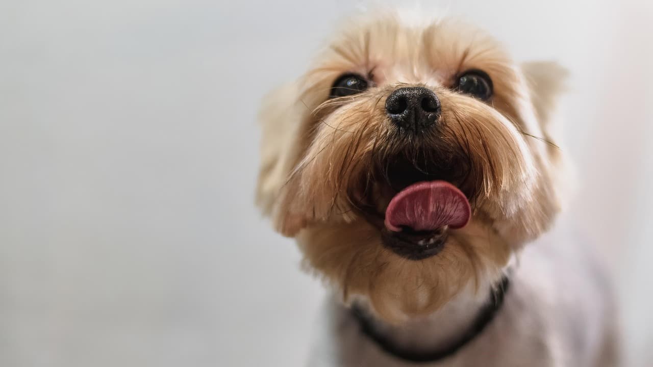 Freshly groomed light-coated terrier with a soft, fluffy face